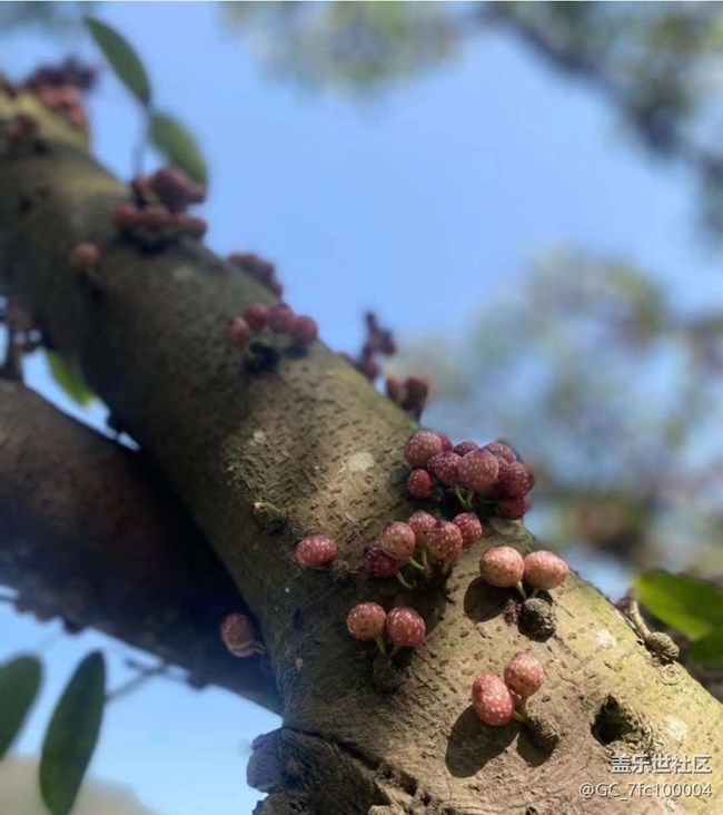 【折疊屏手機里的春夏秋冬】春芽萌生