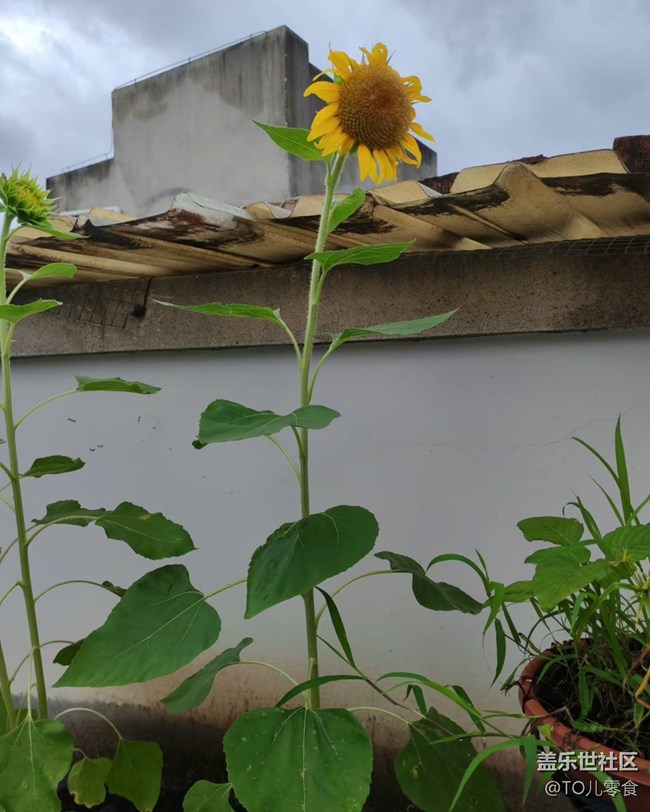 【折疊屏手機里的春夏秋冬】夏日花