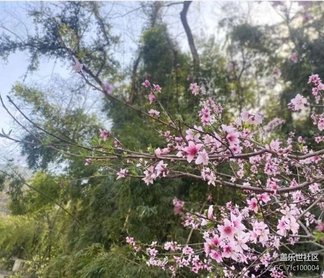 【折疊屏手機里的春夏秋冬】春芽萌生