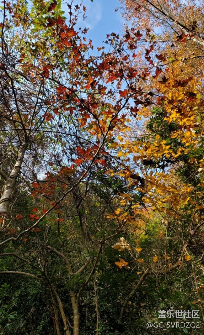 【折疊屏手機(jī)里的春夏秋冬】美麗秋季