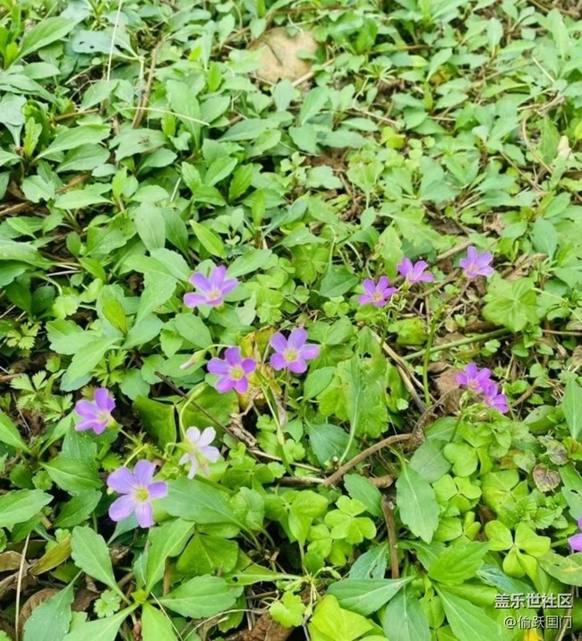 【折疊屏手機里的春夏秋冬】美好春天