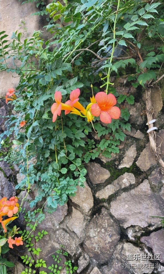 【折疊屏手機(jī)里的春夏秋冬】秋花燦爛