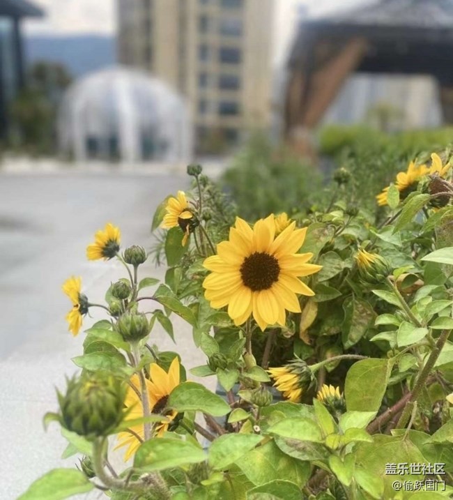 【折疊屏手機里的春夏秋冬】美好春天