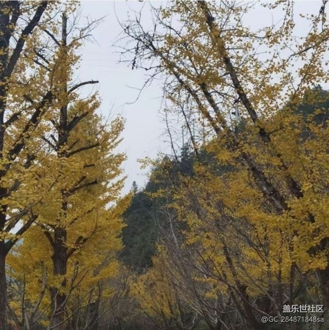 【折疊屏手機(jī)里的春夏秋冬】銀杏