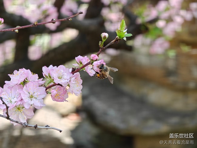 【觸得到的冬日肌理】花開富貴