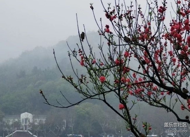 【折疊屏手機里的春夏秋冬】春季美景