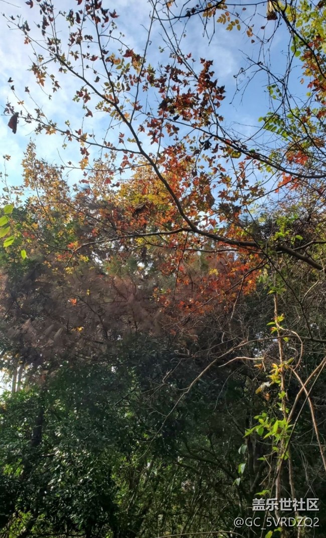 【折疊屏手機(jī)里的春夏秋冬】美麗秋季