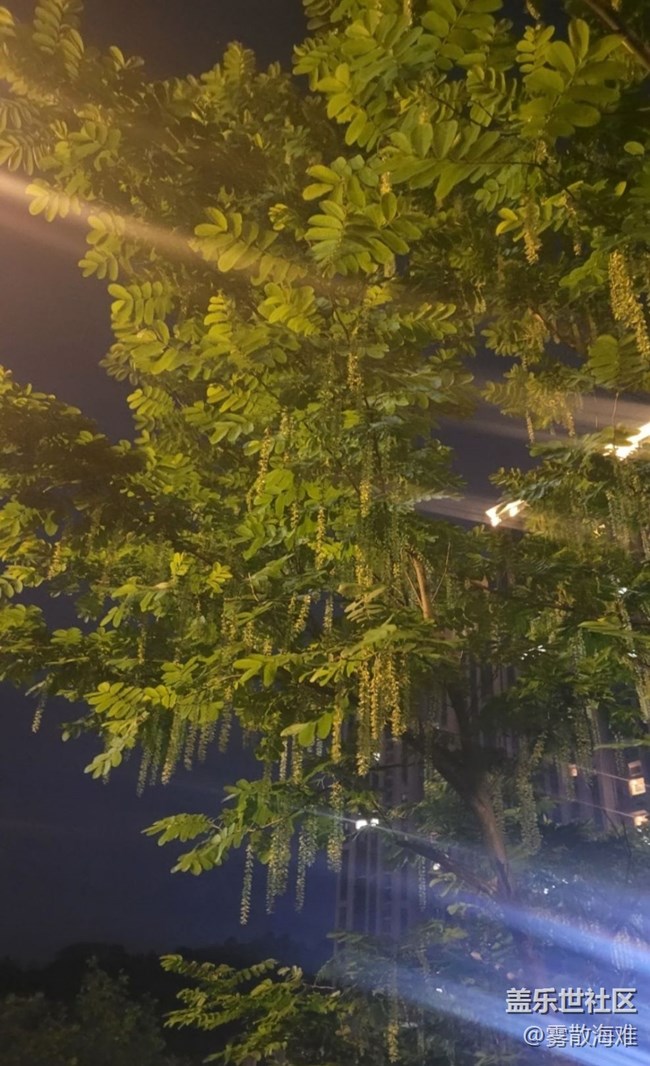 【折疊屏手機(jī)里的春夏秋冬】蒼蠅樹