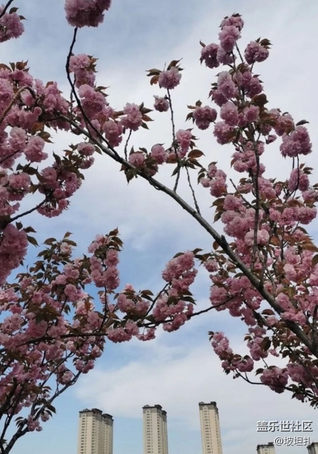 【折疊屏手機(jī)里的春夏秋冬】人間四月天