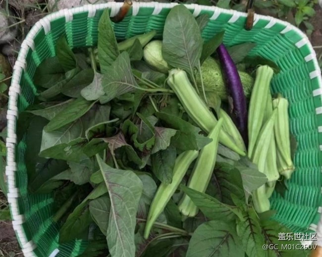 【折疊屏手機(jī)里的春夏秋冬】秋日菜園