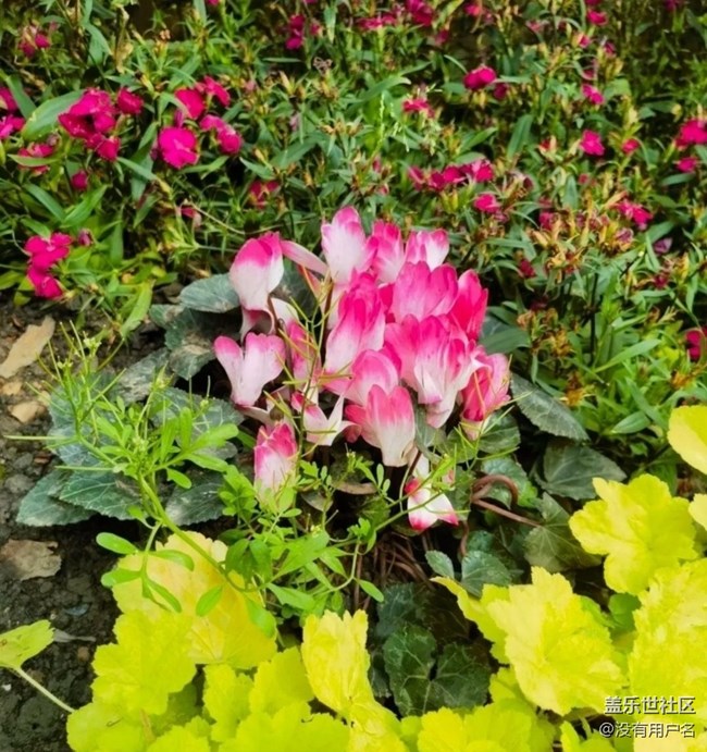 【折疊屏手機里的春夏秋冬】春日美景