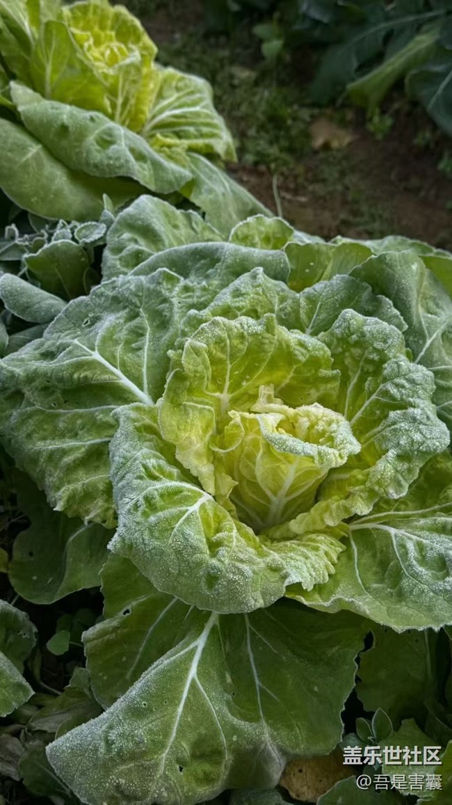 【折疊屏手機里的春夏秋冬】又一冬