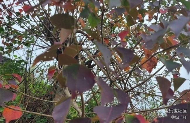 【折疊屏手機(jī)里的春夏秋冬】秋葉