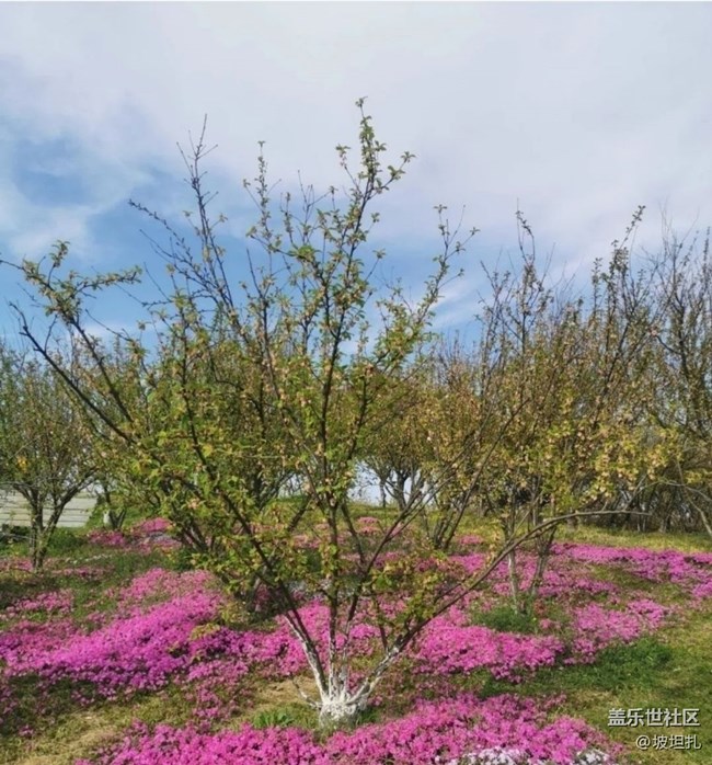 【折疊屏手機(jī)里的春夏秋冬】人間四月天