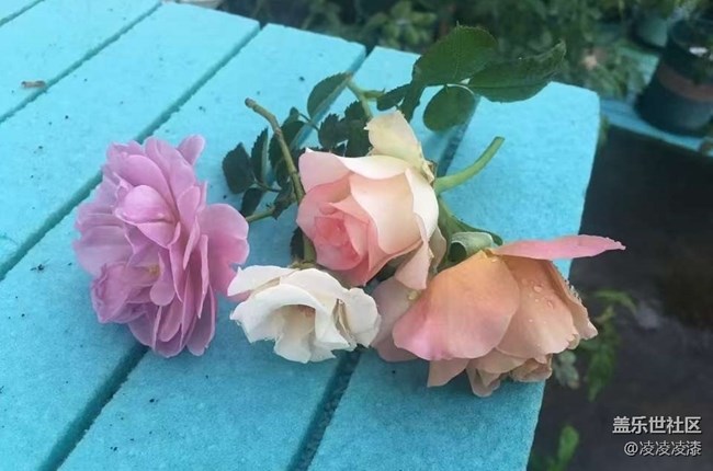 【折疊屏手機里的春夏秋冬】花季