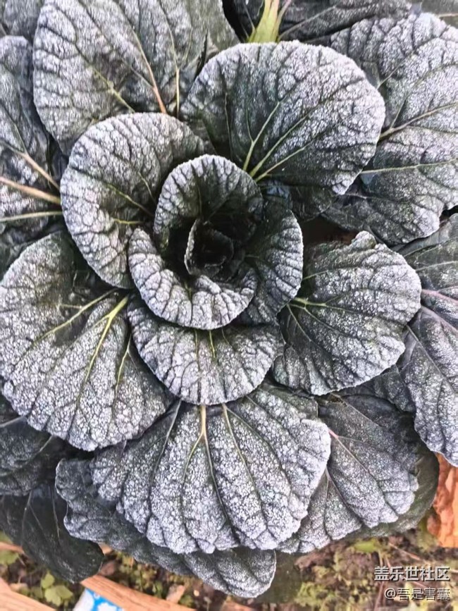 【折疊屏手機里的春夏秋冬】又一冬