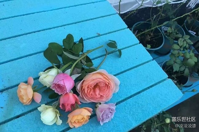 【折疊屏手機里的春夏秋冬】花季