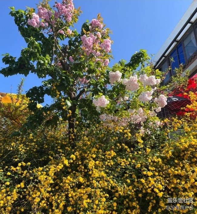 【折疊屏手機里的春夏秋冬】春日美景