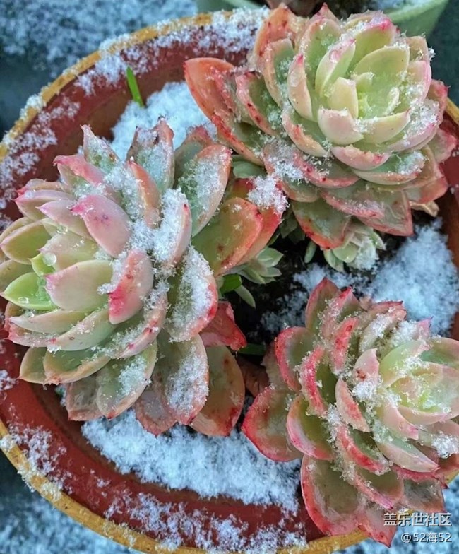 【折疊屏手機(jī)里的春夏秋冬】雪天