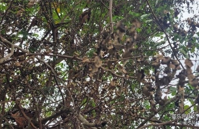 【折疊屏手機(jī)里的春夏秋冬】秋葉