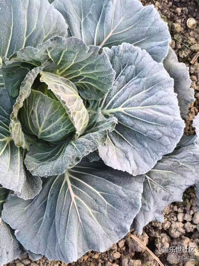 【折疊屏手機里的春夏秋冬】又一冬