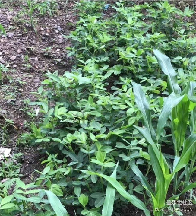 【折疊屏手機(jī)里的春夏秋冬】秋日菜園
