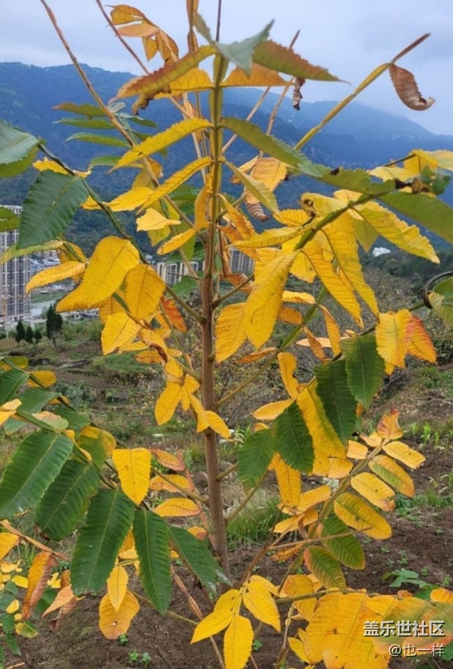 【折疊屏手機(jī)里的春夏秋冬】秋葉