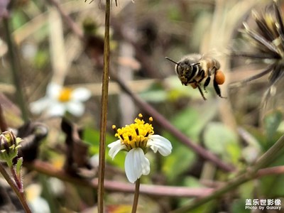 【鏡頭里的故事】+蜜蜂