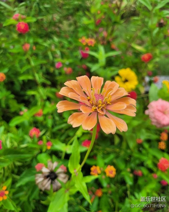 【折疊屏手機里的春夏秋冬】秋日百日菊