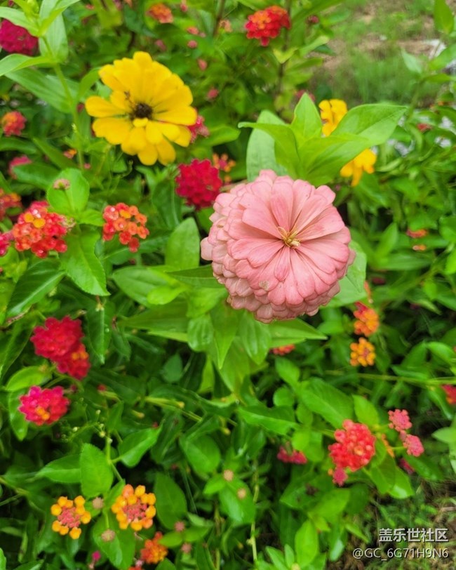 【折疊屏手機里的春夏秋冬】秋日百日菊