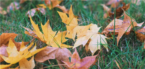 【镜头里的故事】冬雨吻落金黄的枫叶