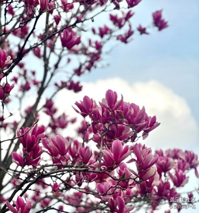 【折疊屏手機里的春夏秋冬】春日美景