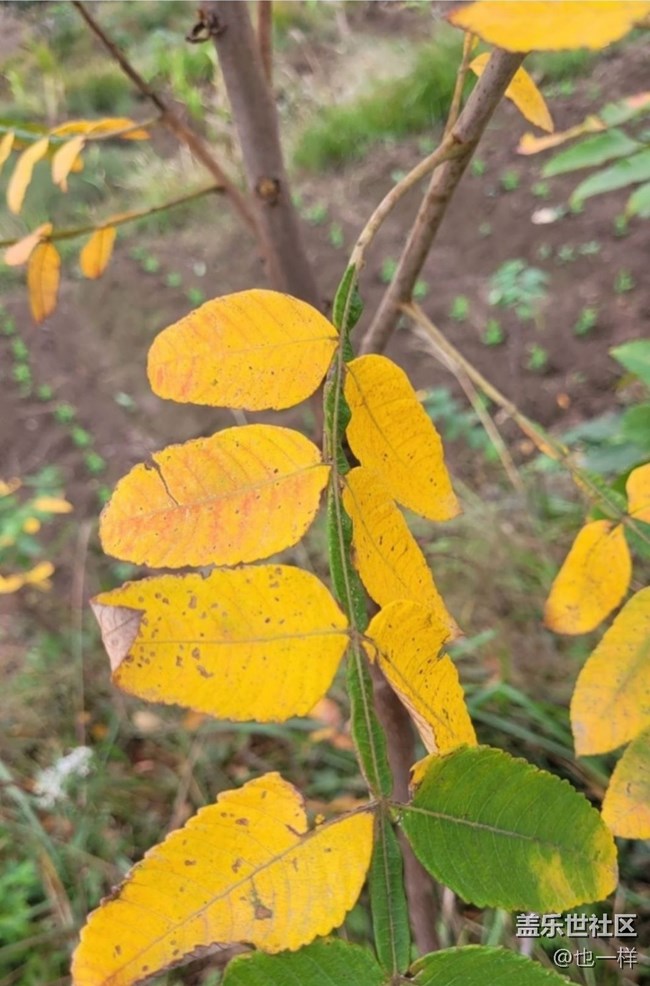 【折疊屏手機(jī)里的春夏秋冬】秋葉