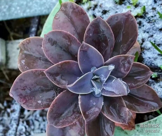 【折疊屏手機(jī)里的春夏秋冬】雪天