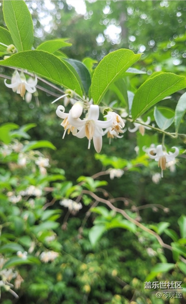 【折疊屏手機(jī)里的春夏秋冬】入夏