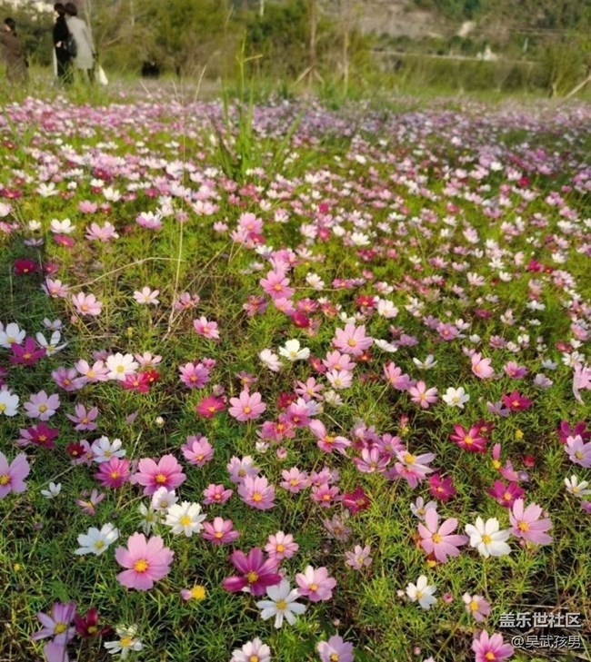 【折疊屏手機(jī)里的春夏秋冬】春回大地