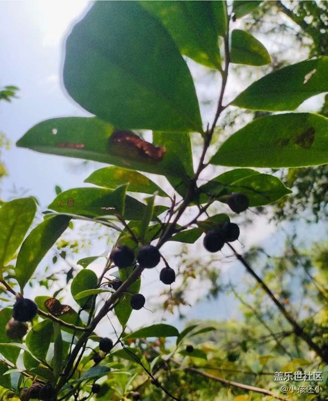 【折疊屏手機里的春夏秋冬】大自然