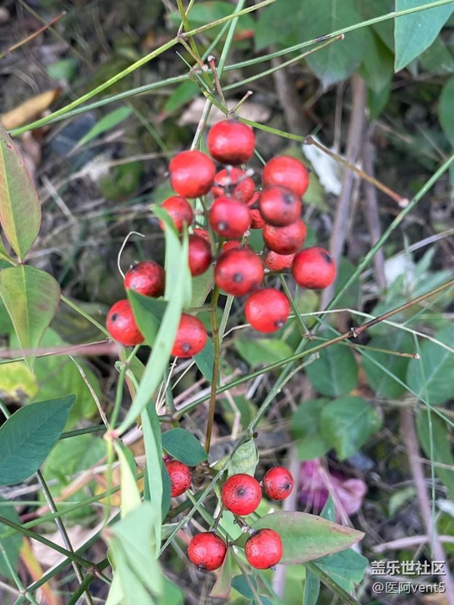 【折疊屏手機里的春夏秋冬】溫暖午后
