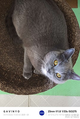 【鏡頭里的故事】灰寶快變成小胖妞了