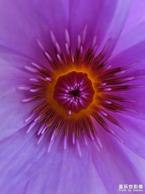 今天收到三朵睡蓮