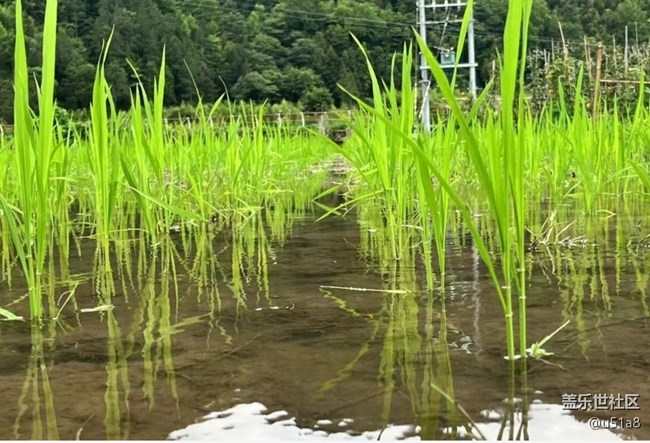 【折疊屏手機(jī)里的春夏秋冬】插秧忙