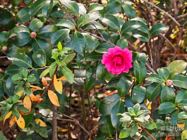 【冬韻】冬日隨拍