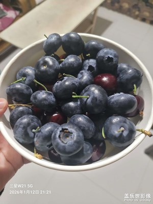 【鏡頭里的故事】藍莓盛宴