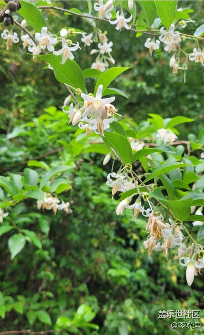 【折疊屏手機(jī)里的春夏秋冬】入夏