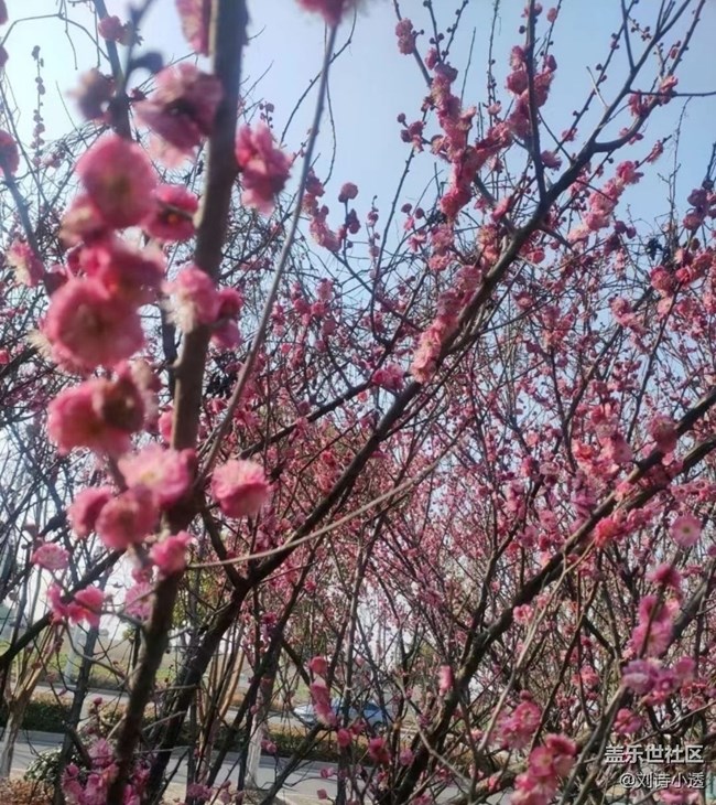 【折疊屏手機(jī)里的春夏秋冬】春季感悟