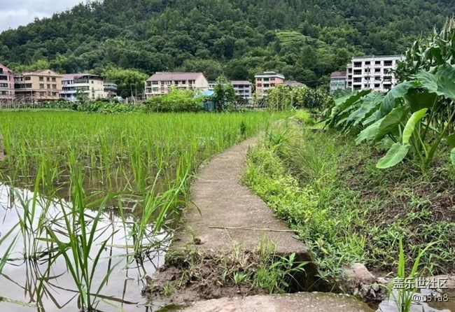 【折疊屏手機(jī)里的春夏秋冬】插秧忙