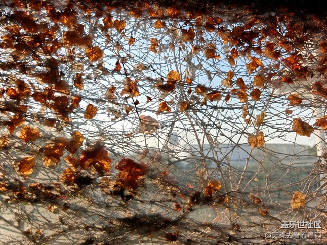 【冬韻】冬日隨拍