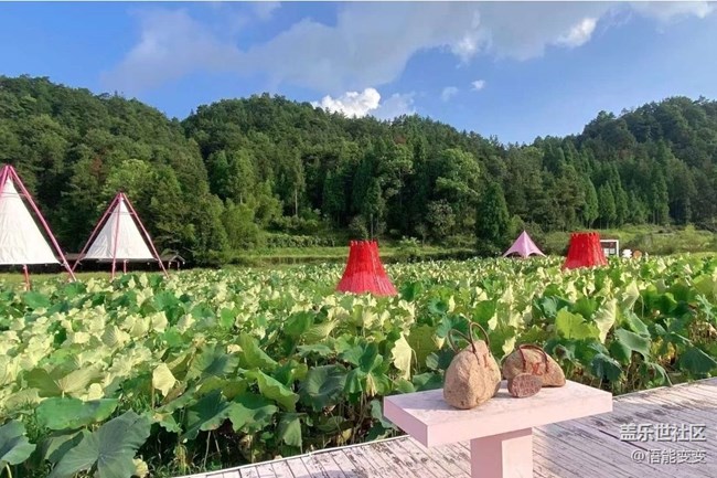 【折疊屏手機(jī)里的春夏秋冬】夏末賞荷