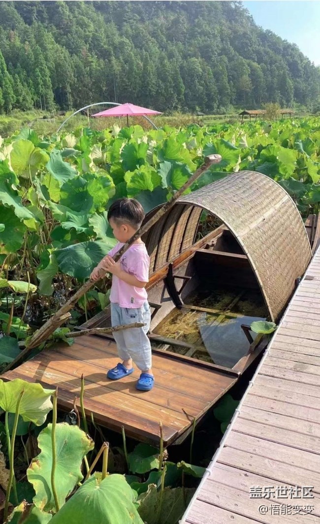 【折疊屏手機(jī)里的春夏秋冬】夏末賞荷