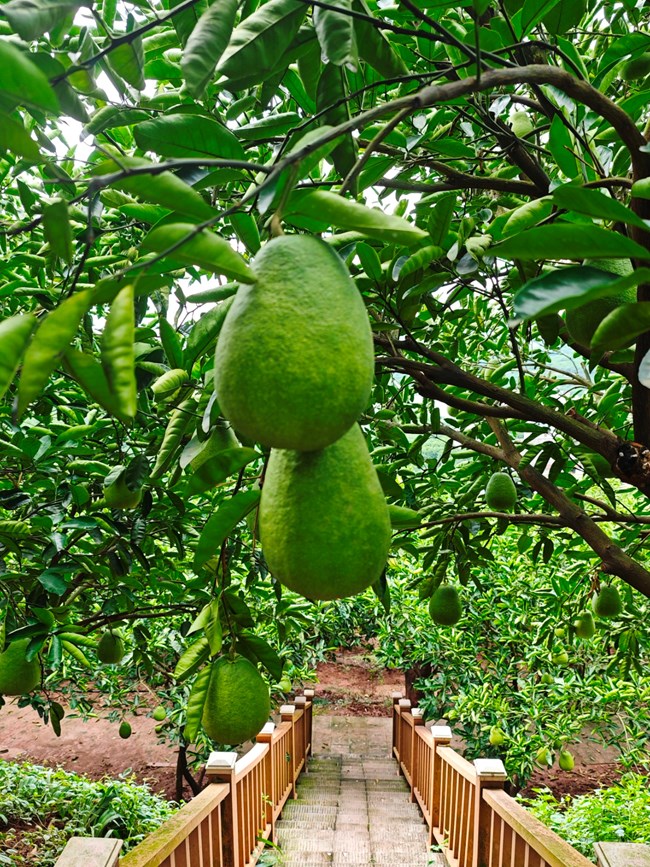 他們回來(lái)，接住了鄉(xiāng)村的春與秋